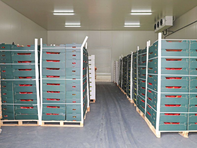 Packhouse practices for peppers
